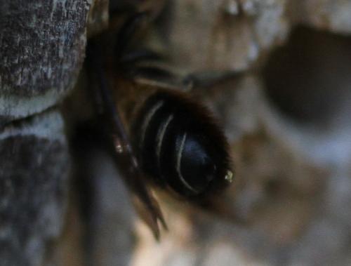 Megachile willughbiella